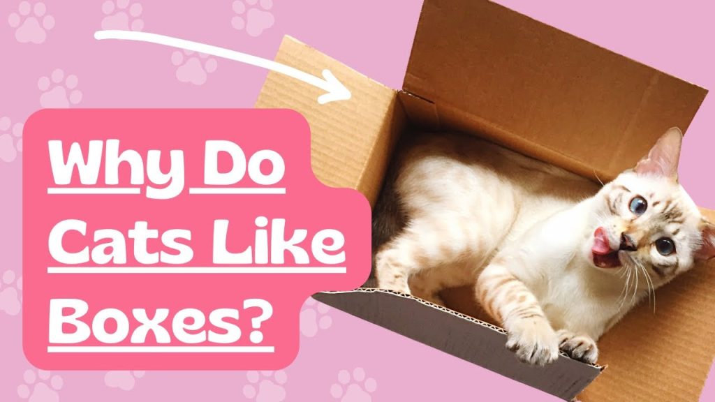 Why cats like boxes, paper and lines