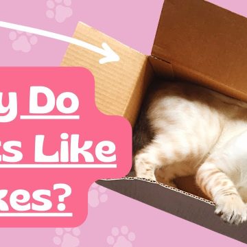 Why cats like boxes, paper and lines