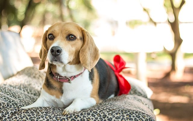 How to know if your dog is actually pregnant and things to start doing