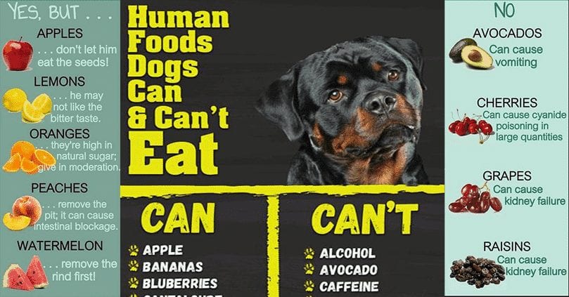 human foods dogs should not eat