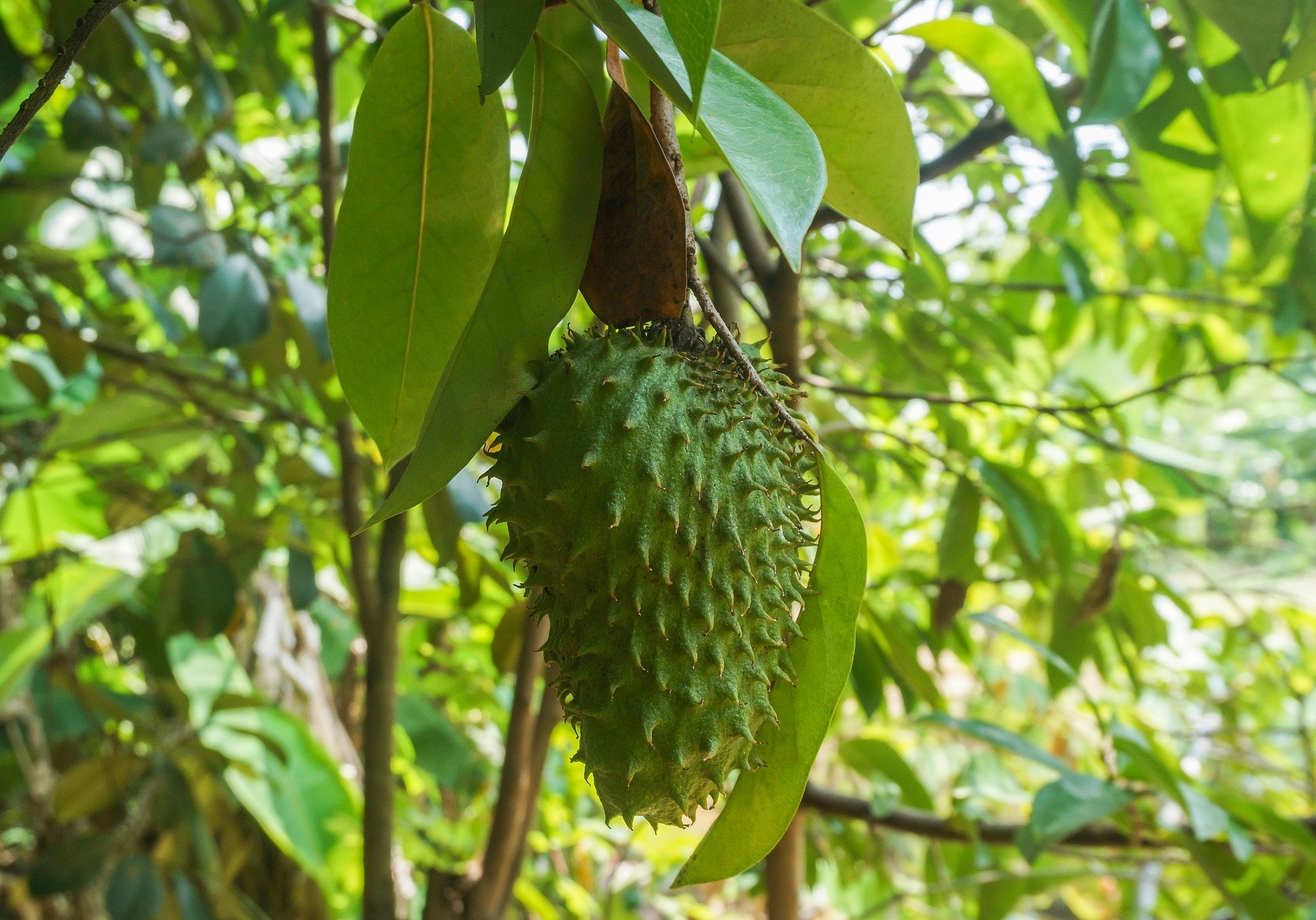 Nature Of Graviola Tree Fruits And Cultivation - FarmPally.com