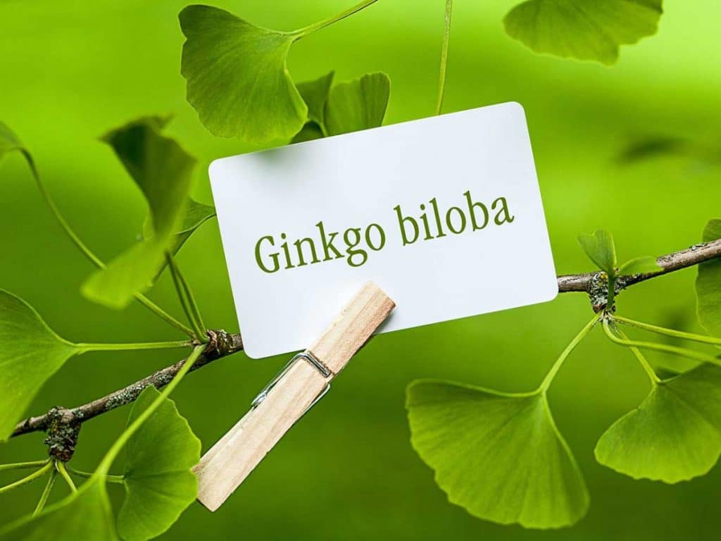Ginkgo biloba tree uses and benefits