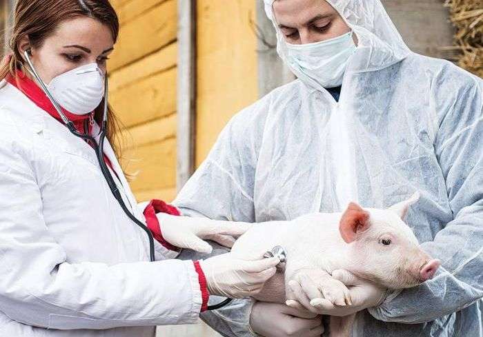 Common pig diseases, symptoms and treatment