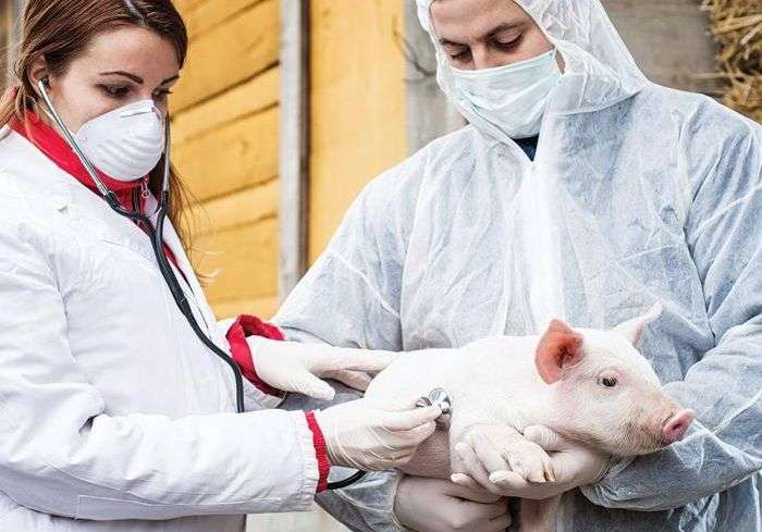 Common pig diseases, symptoms and treatment