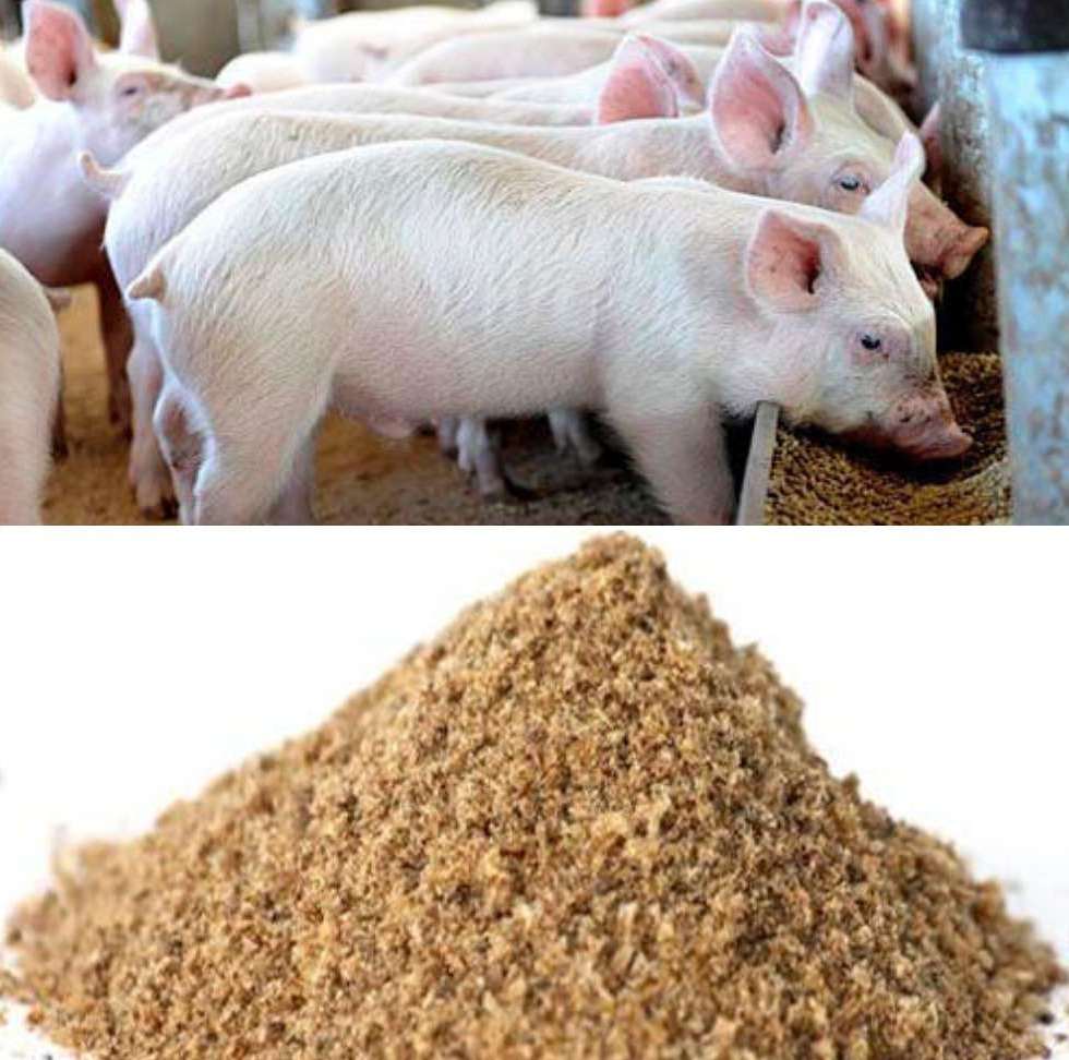 How to prepare pig feed at home