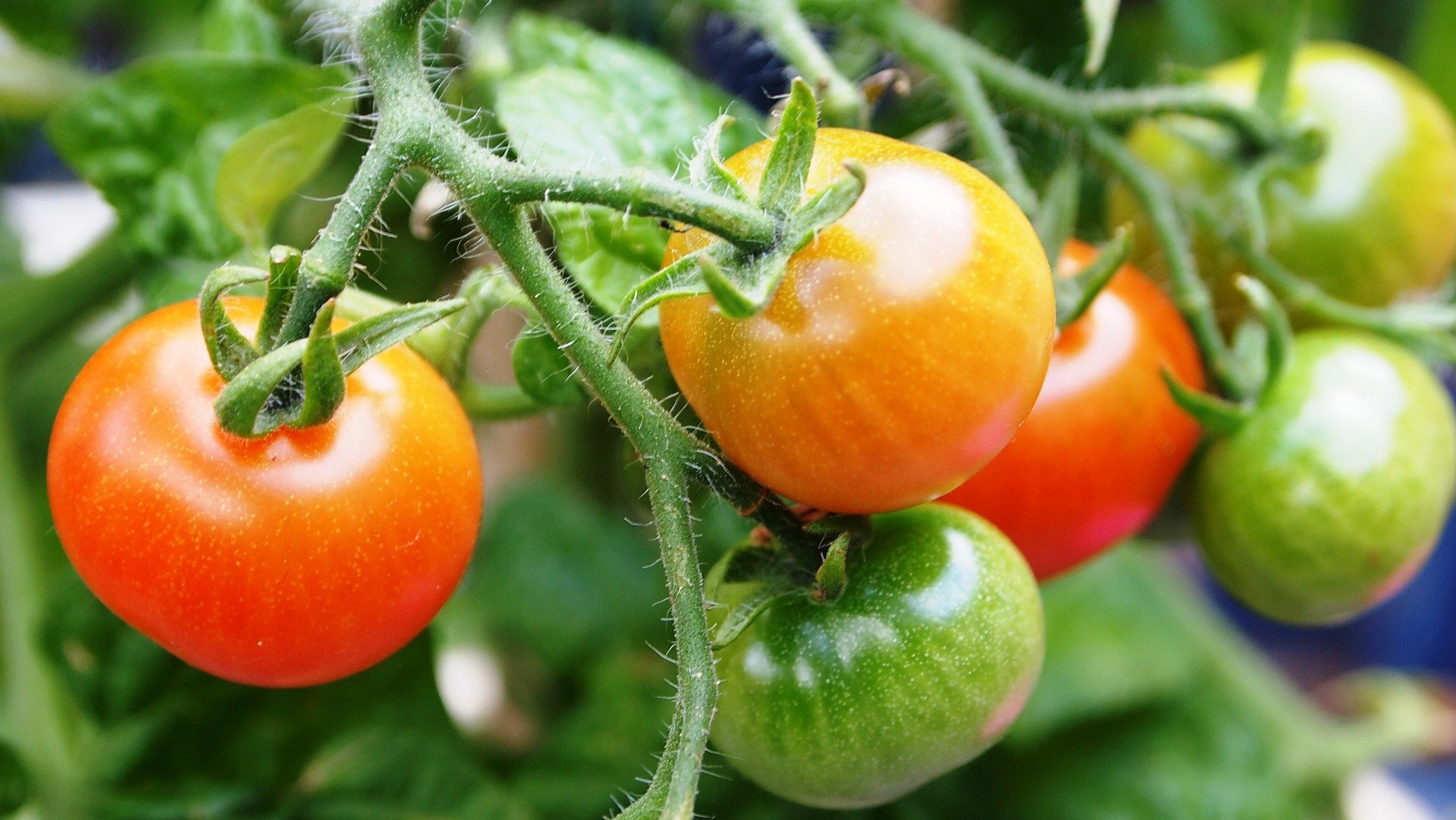 How to cultivate tomato
