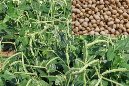 Cowpea plant cultivation guide