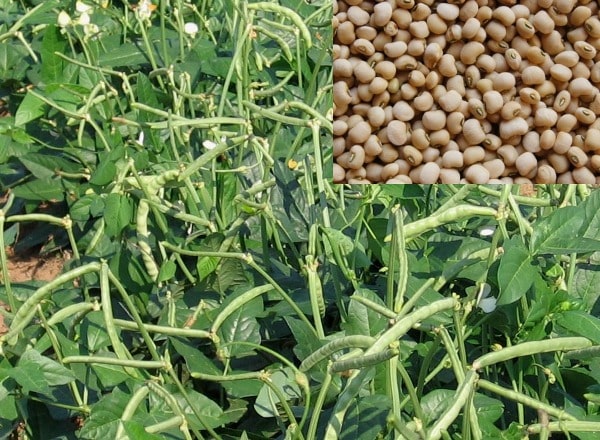 Cowpea plant cultivation guide