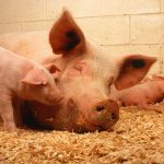 African swine fever virus, symptoms and Treatments