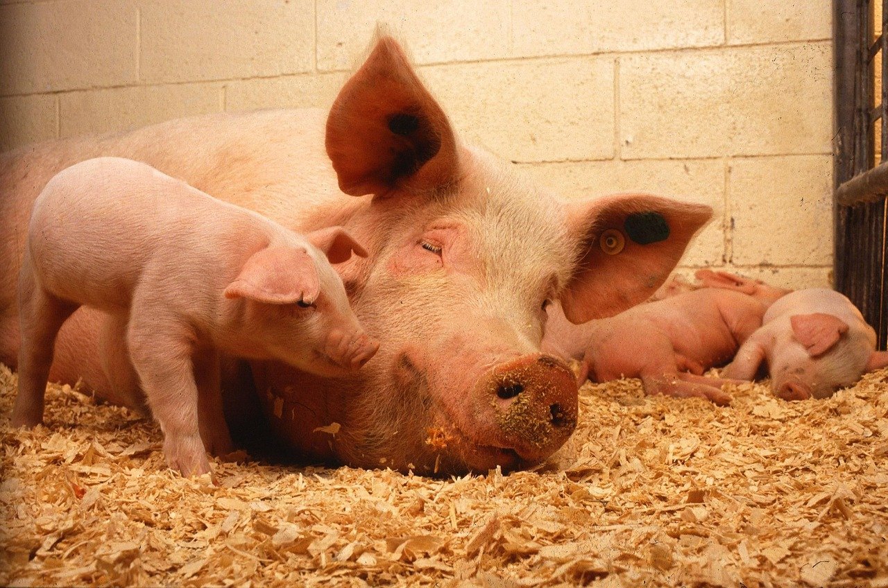 How to raise pigs for business and factors to consider in stock breeding