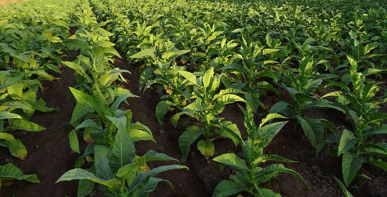 How to grow tobacco for its leaf uses