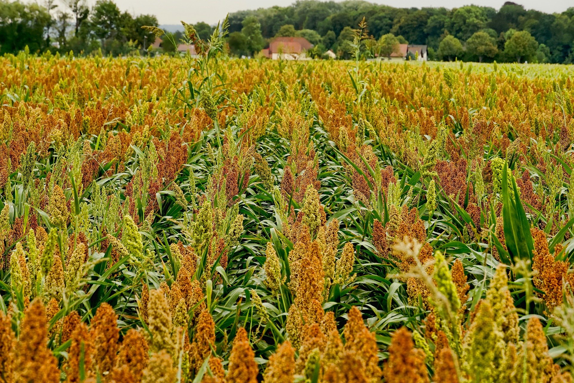 How to go into sorghum production