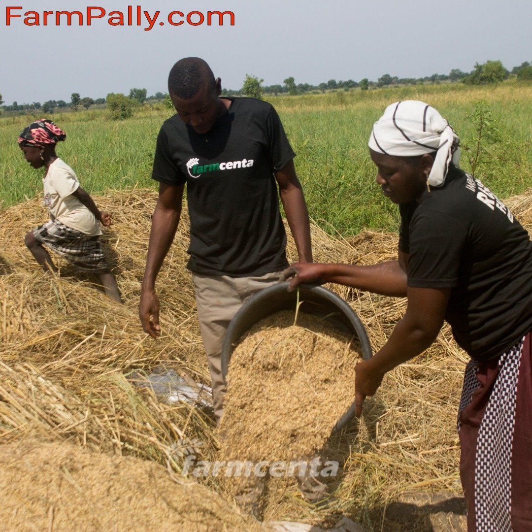 farmcenta agriculture crowdfunding investment in Nigeria