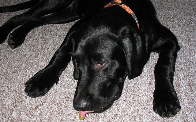 Reasons your dog suddenly starts eating poop and solutions