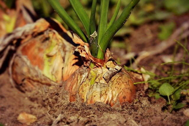 How to cultivate onion for higher yield