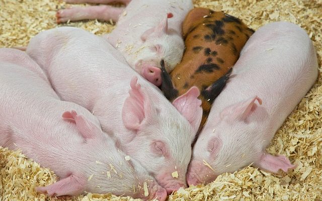Different breeds of pigs and their Characteristics