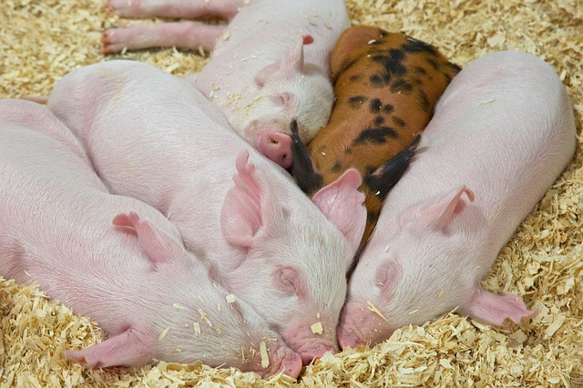 Different breeds of pigs and their Characteristics 