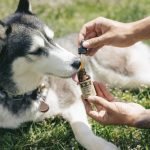 uses and health benefits of cbd oil for dogs and cats