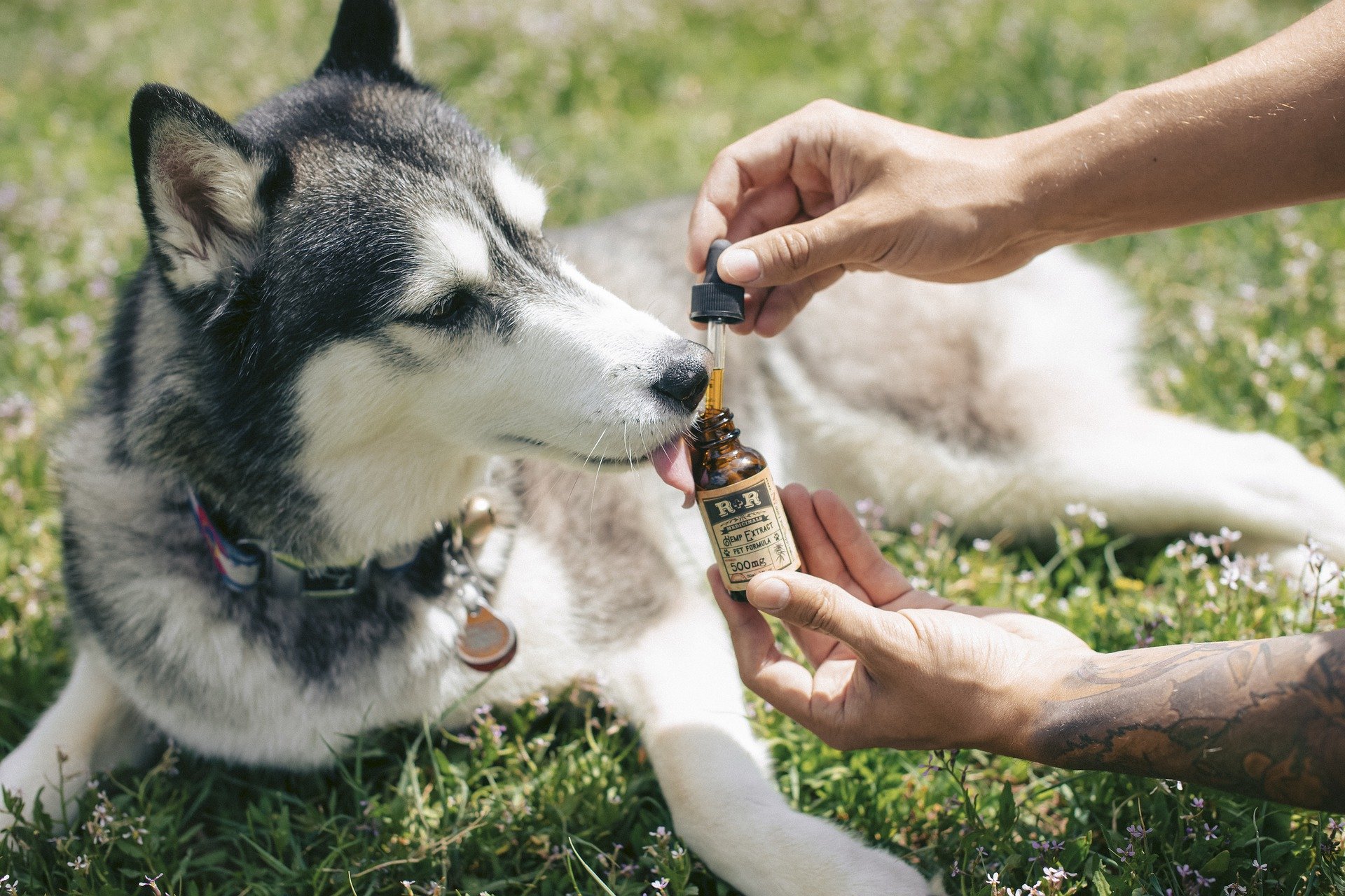 uses and health benefits of cbd oil for dogs and cats