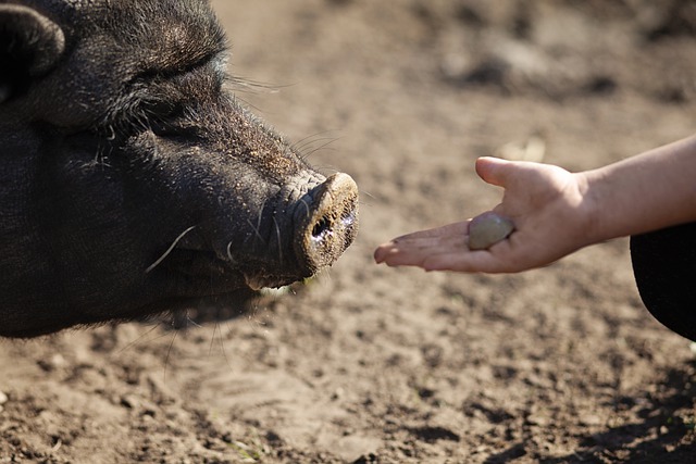 Digestion in pigs and how to feed them right