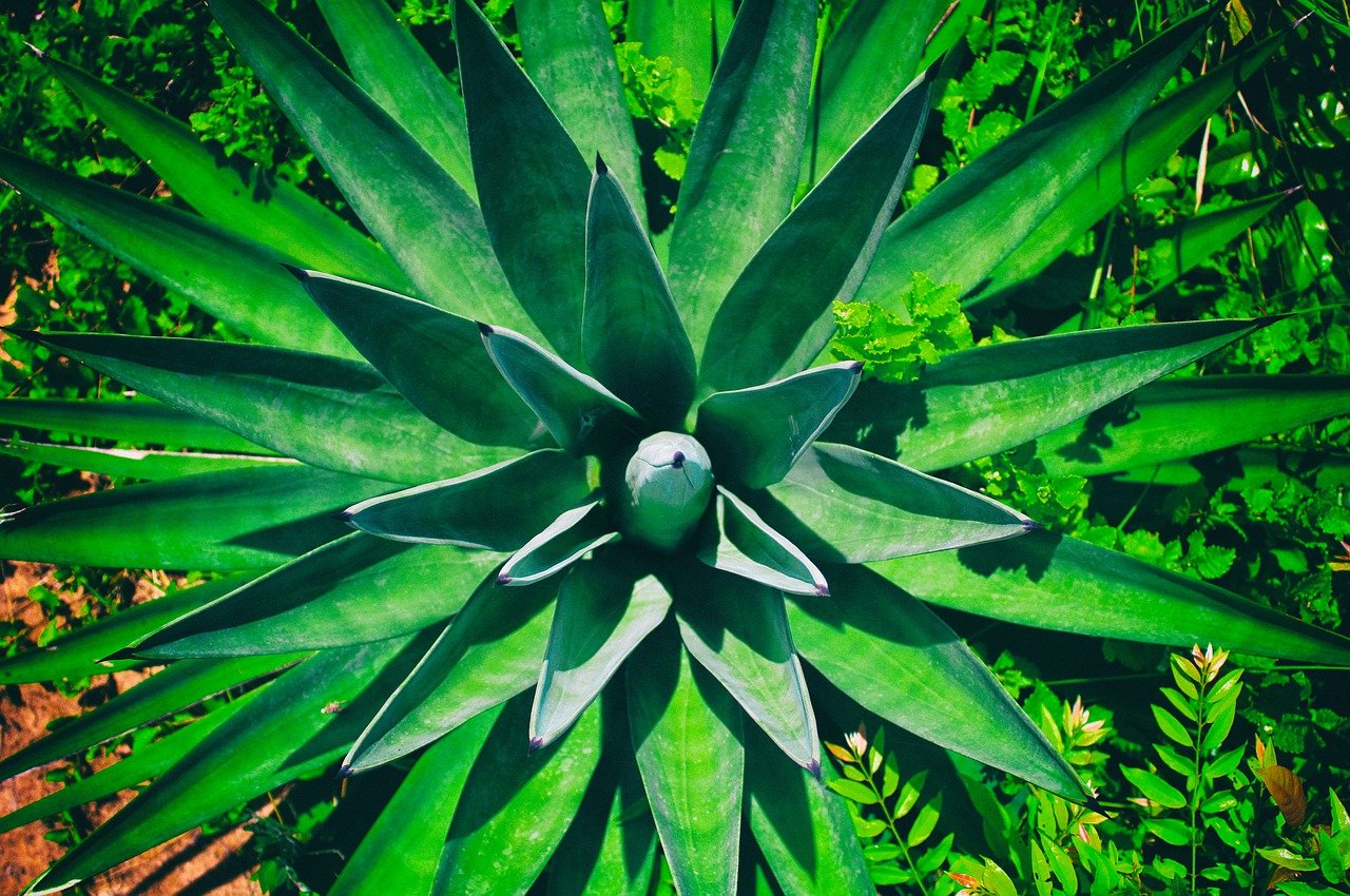 Sisal Plant - Cultivation, Processing and Uses 1 Sisal plant farming, Processing and uses of the fibers