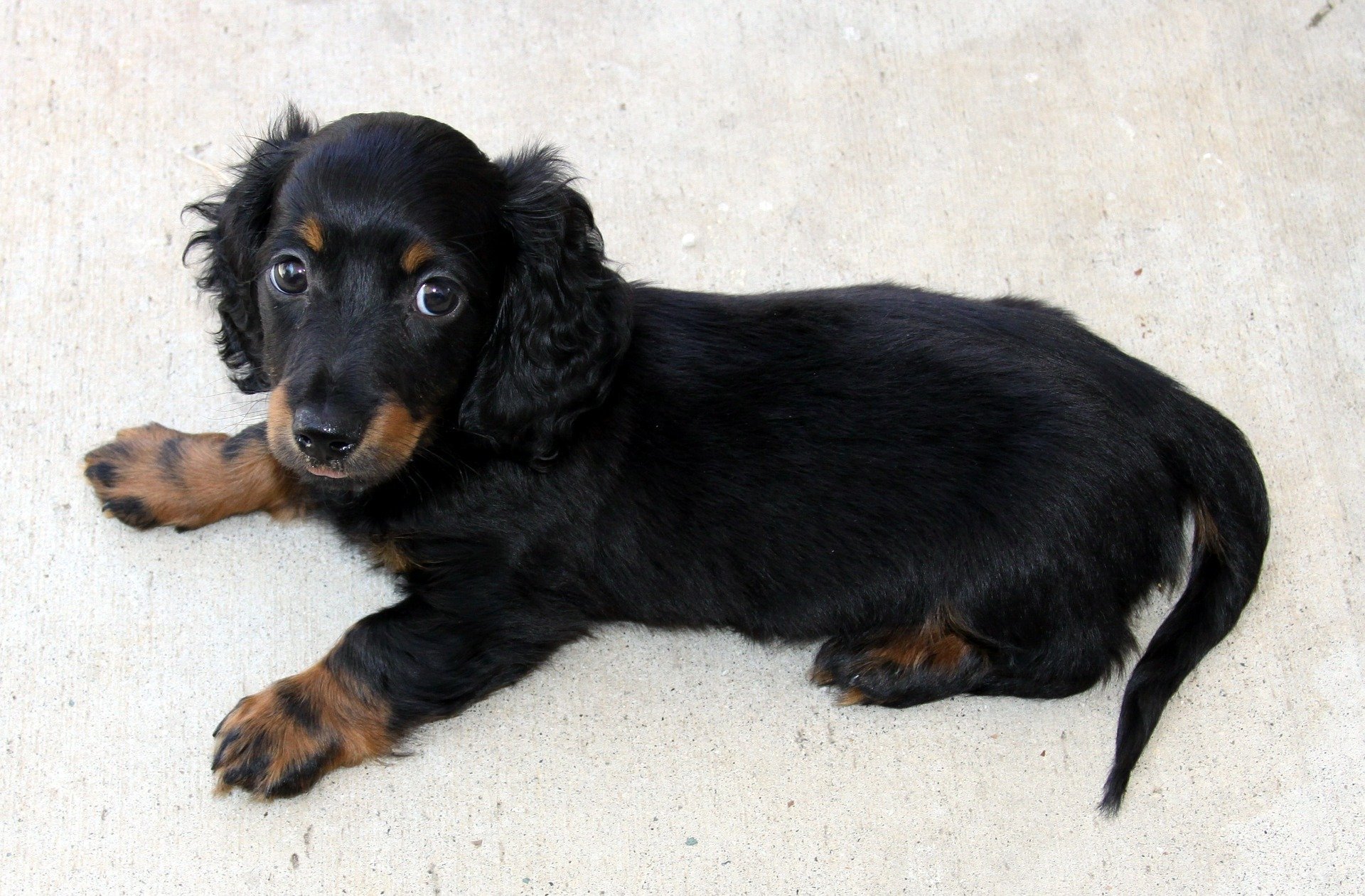 Dachshund dog breed