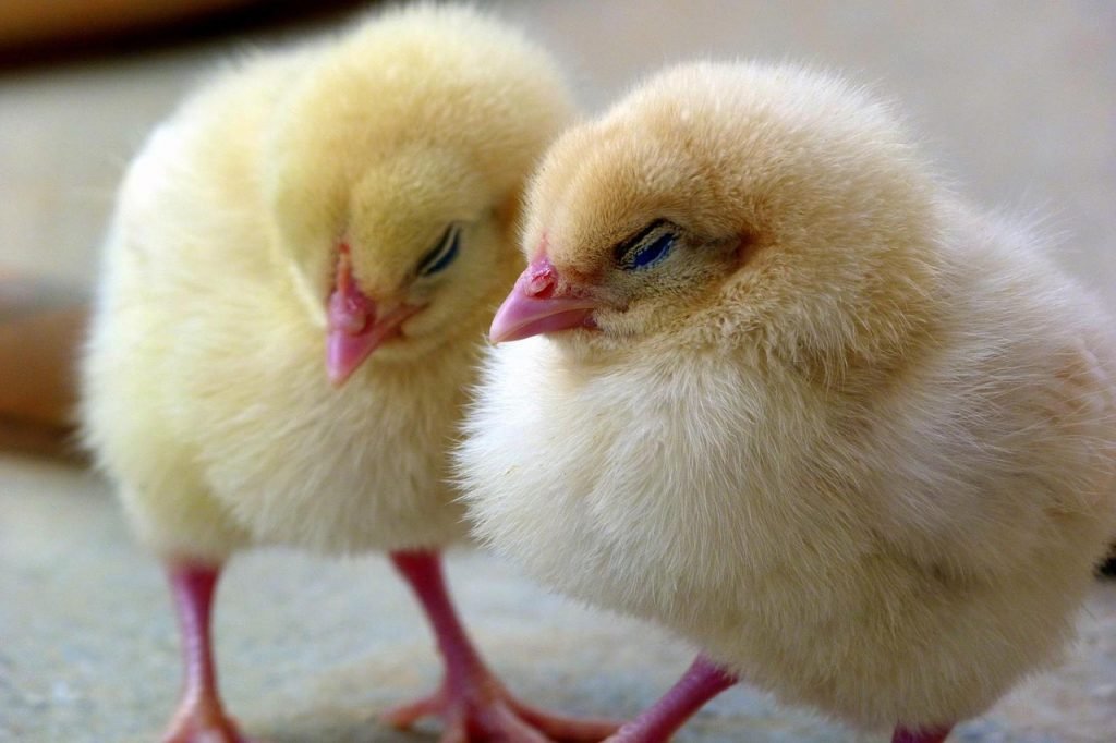 Management practices for successful chick brooding