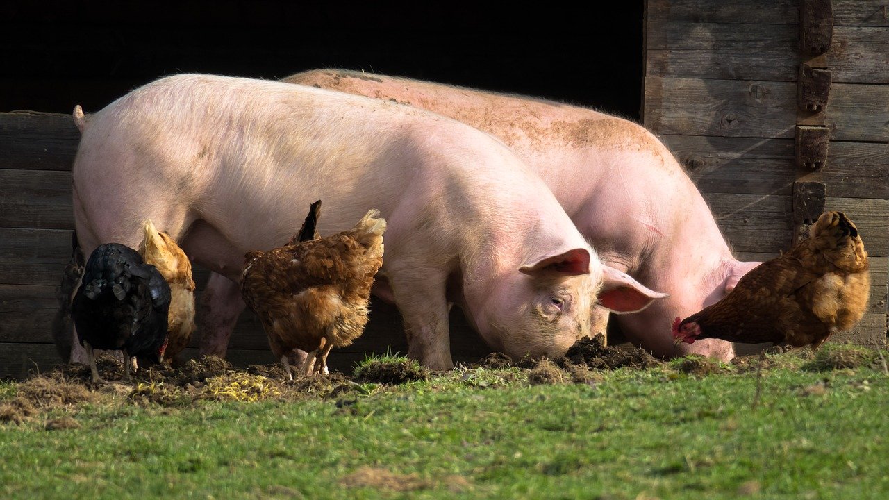 Health benefits of minerals to pigs and their deficiency symptoms