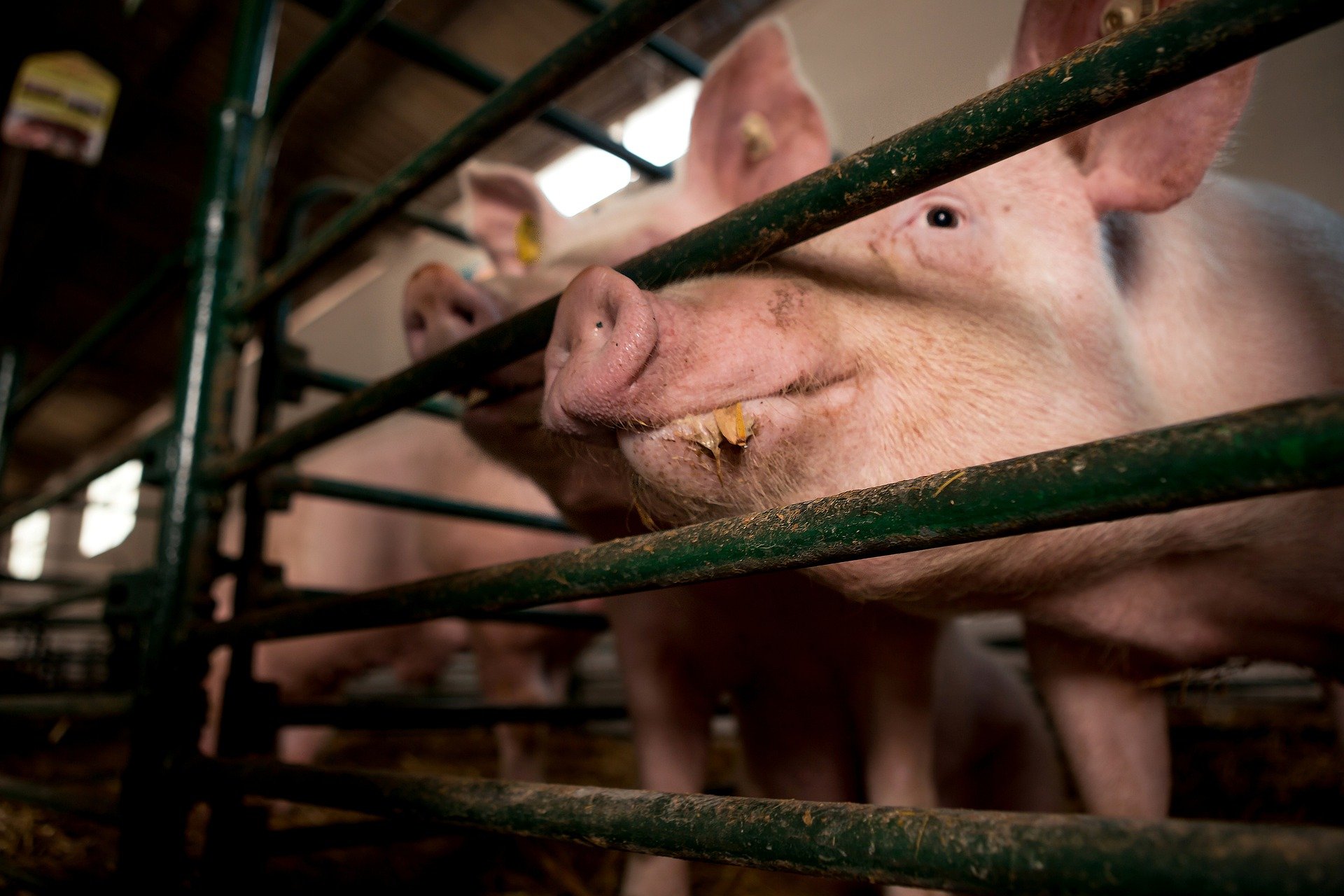Common Internal and External Parasites in Pigs Importance of vitamins in pig's diet and to their growth