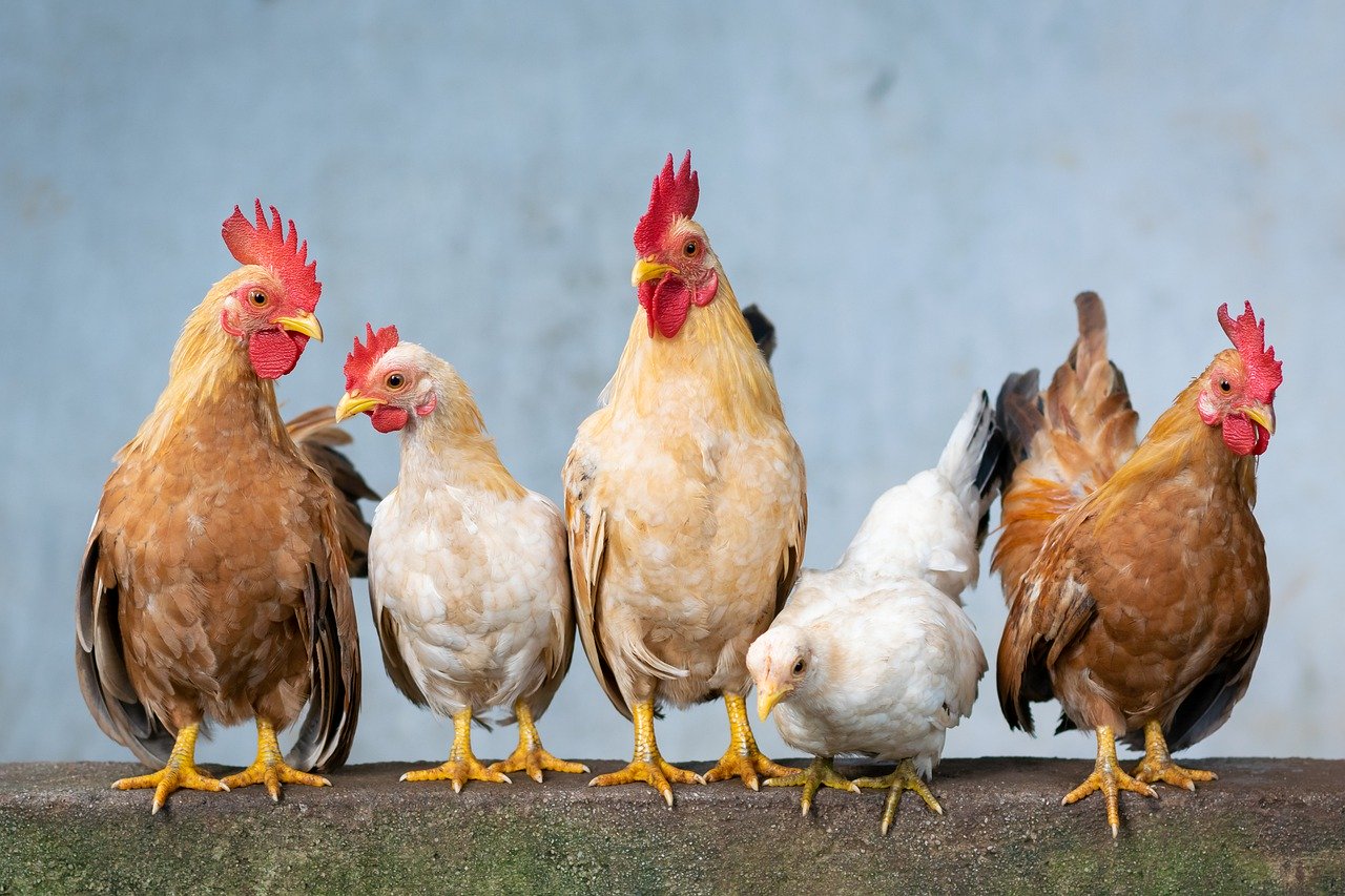 How to care for chickens, prevent and control poultry diseases