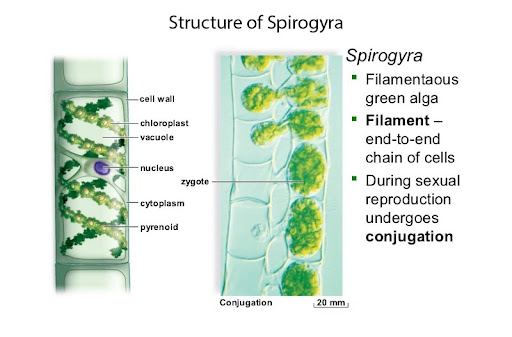 parts and functions of spirogyra