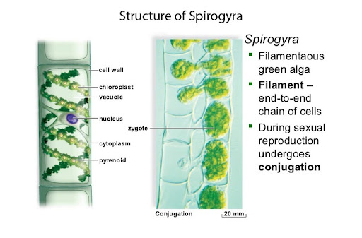 parts and functions of spirogyra