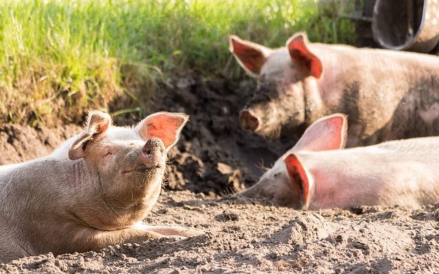 causes and symptoms of anthrax disease in pigs