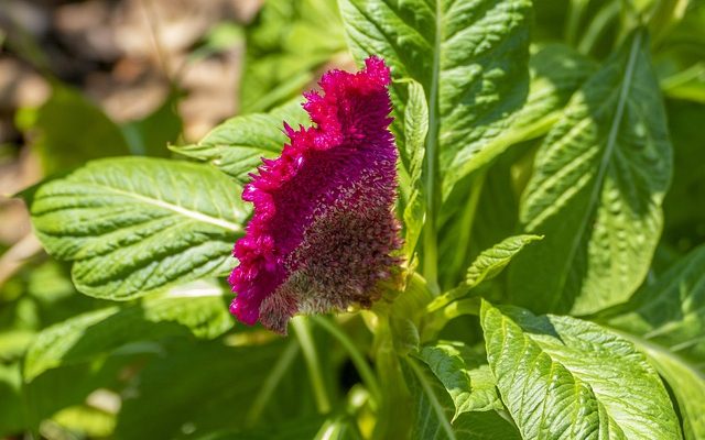 Celosia argentea description and cultivation