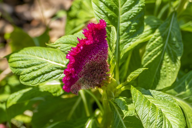 Celosia argentea description and cultivation	