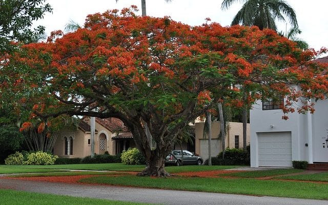 delonix regia or flamboyant tree strucutre and propeties