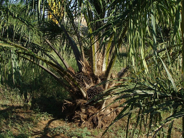 What is oil palm, leaves, trunk, roots and their uses