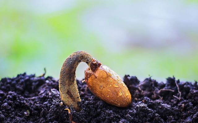 How to make your seeds to grow quickly from the soil