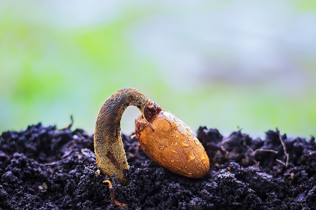 How to make your seeds to grow quickly from the soil