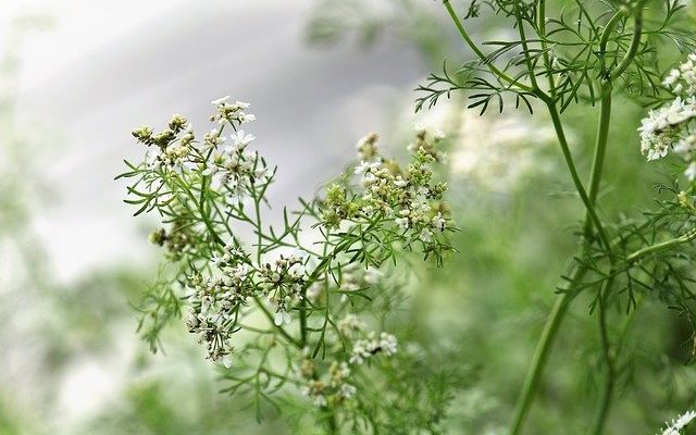 Coriandrum sativum plant cultivation