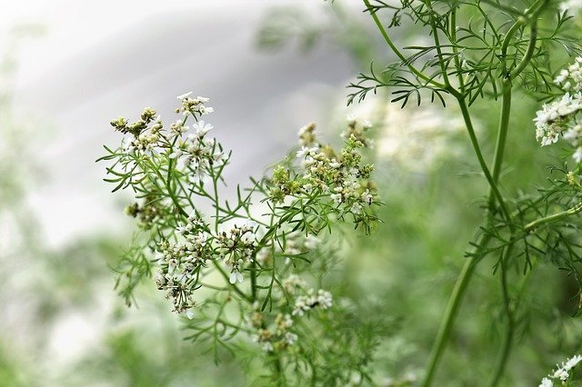 Coriandrum sativum plant cultivation 