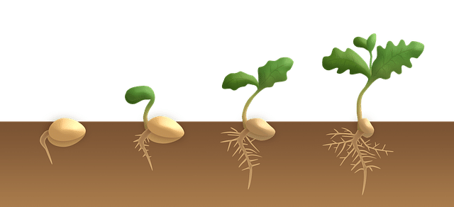 Important factors necessary for seed germination