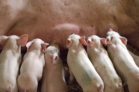 How to care and management shows and litter