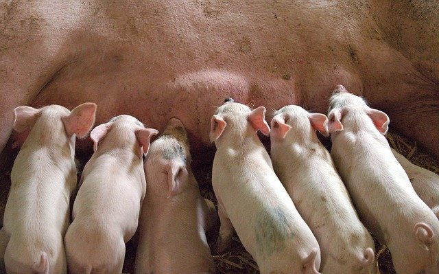 How to care and management shows and litter