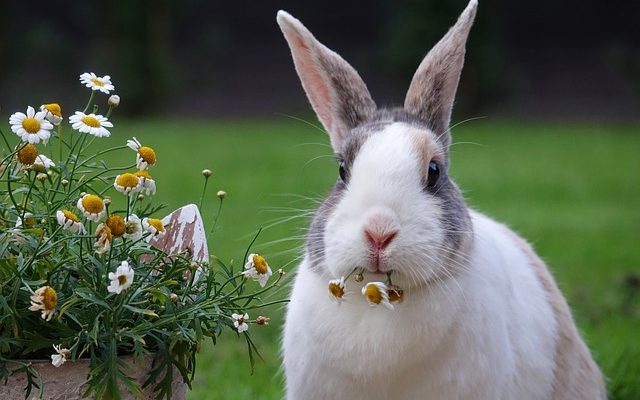 feeding rabbits with green fodder farmpally
