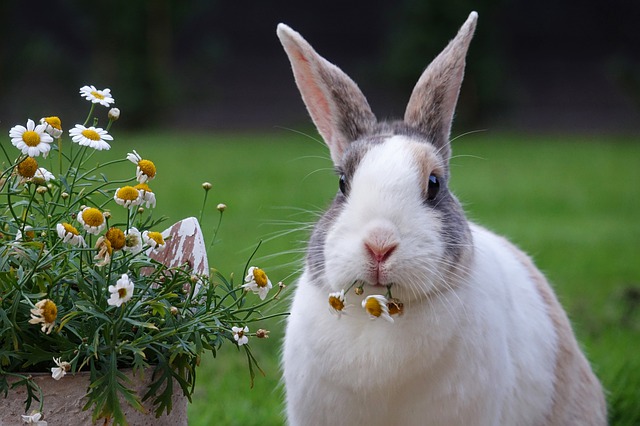 Reasons to give green fodder to rabbits