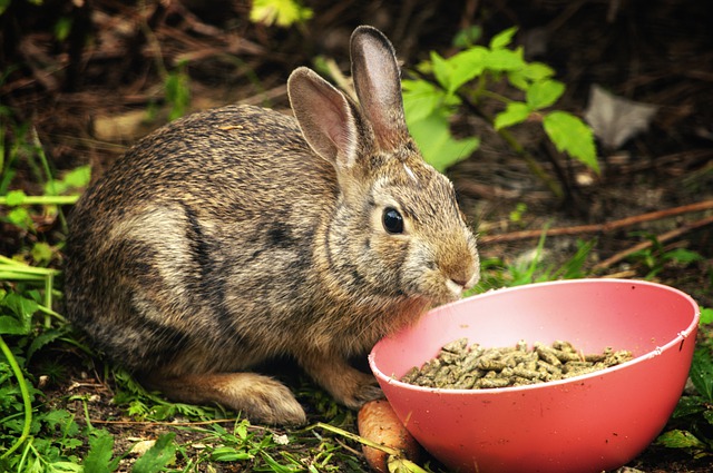 How to feed rabbit with proper meal to prevent health issues 