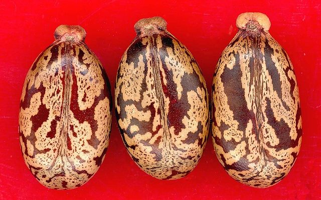 How to plant and grow castor bean seed