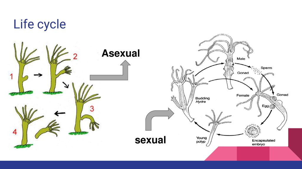 How hydra reproduce sexually and asexually