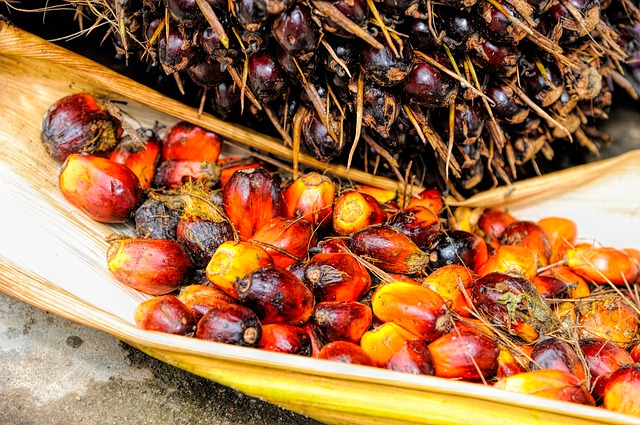 Oil palm fruits and their uses